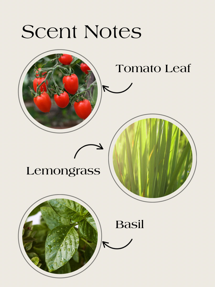 Tomato Leaf-Wooden wick candle